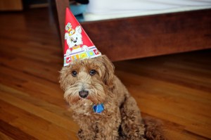 Sad dog - thanks to https://www.flickr.com/photos/ewwhite